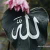 mr...raihan.4