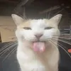kamecccccc