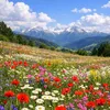 plantatiara