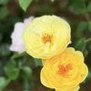 beautiti.id