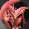sh_77oo