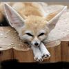 foxesmakemefeelbetter
