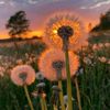 dandlione.115