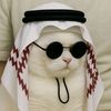 ༺🐱..বিড়াল _ছানা..🐱༻