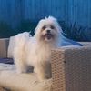 summerthebadie