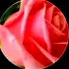 user85492230178405