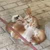 Helpdastrays