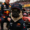 donny_thepug