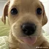 tnguyenneban_0