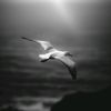 albatross_et
