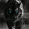 rana.umar5645