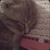 ﮼سەراب ﮼ئیسلام🖤