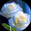 silentsee555