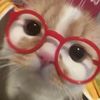猫啃川