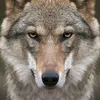 the.wolf4416