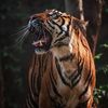 harimau.malaya1029