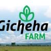 Gicheha Farm Nakuru Rongai