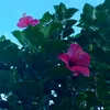 jincy745