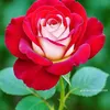 rebeka4178