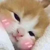 buiquoccuong17