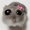 saraaouladradi