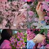 habiba.ahmed9561