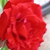 saira.gaitn