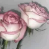 zina_iii