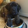 mabelthemastiff