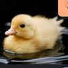 my.ducks.of