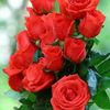 seddoudmohamed