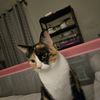 cat_mom81