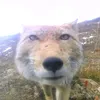 majciszon_furry