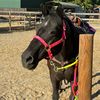 crazy.horse115