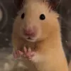 dai_dienchocongly