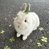 baominhnek4