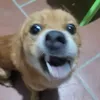 anndumb4ssdawg