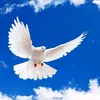 user2960077244438