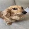 mimi_baby_player