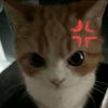lionerryy17
