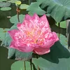 tuoi50_50_50