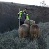 oile.lui.nedelcu