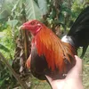 elmer.acevedo538