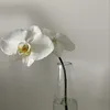 pop_23y