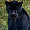 jigerjaguar