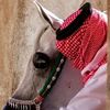 dubai.king6764