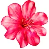gulnara_55.5