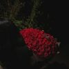 yasmen.tamer73