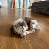 Isla the Aussie