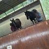 dk_2riders_em_2horses